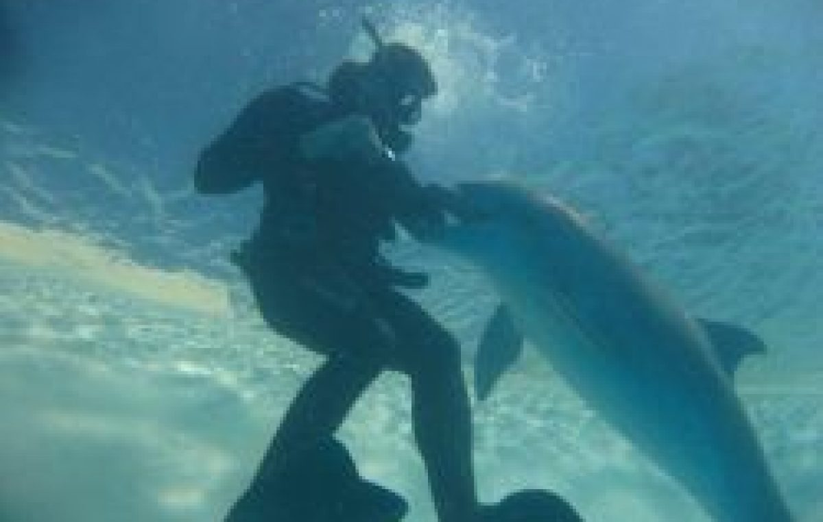 Κολυμπώντας με δελφίνια… Η μέθοδος θεραπείας και τα οφέλη για την υγεία