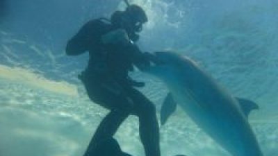 Κολυμπώντας με δελφίνια… Η μέθοδος θεραπείας και τα οφέλη για την υγεία data-ot-retina=