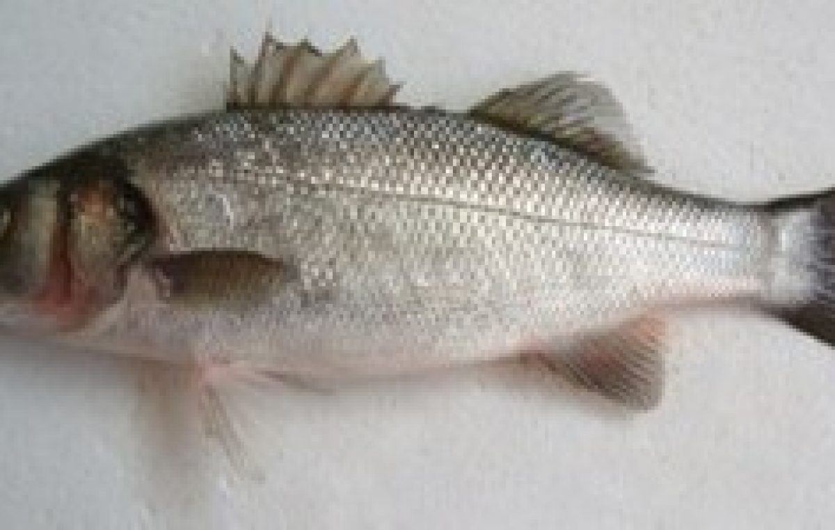 Σεμινάριο «Τα άσπρα ψάρια του χειμώνα: Τεχνικές και μυστικά»