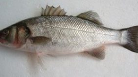 Σεμινάριο «Τα άσπρα ψάρια του χειμώνα: Τεχνικές και μυστικά» data-ot-retina=