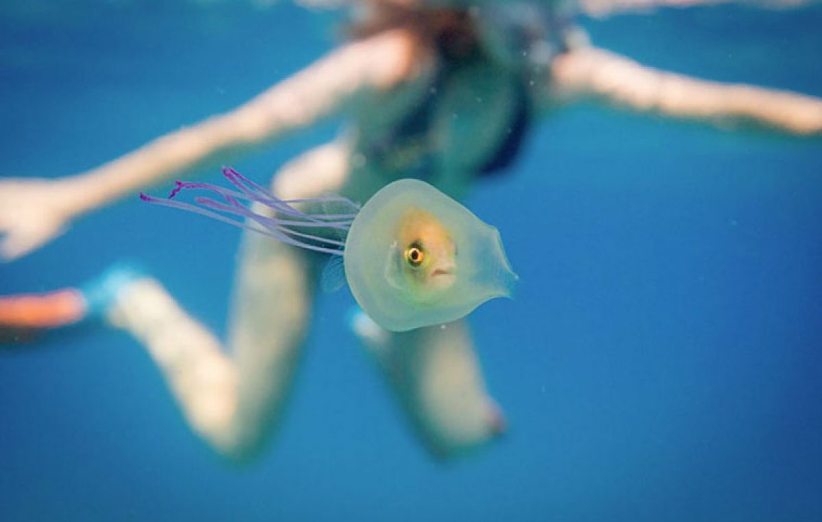 Ζωντανό ψάρι παγιδεύτηκε μέσα σε μια μέδουσα data-ot-retina=
