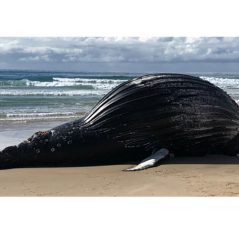 Κίνδυνος έκρηξης από κουφάρι φάλαινας 18 τόνων