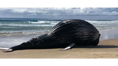 Κίνδυνος έκρηξης από κουφάρι φάλαινας 18 τόνων